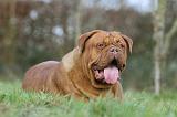 DOGUE DE BORDEAUX 184